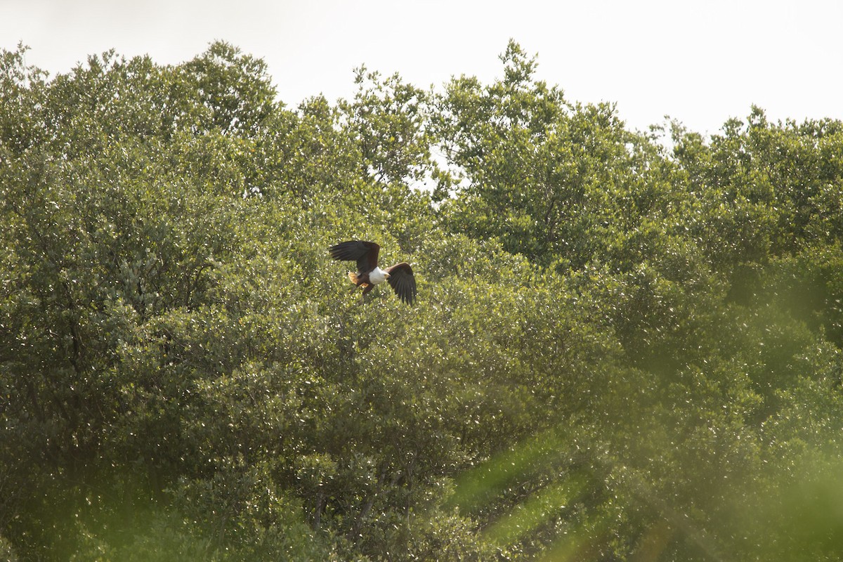 African Fish-Eagle - ML619619857