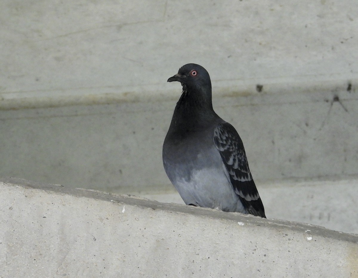 Rock Pigeon (Feral Pigeon) - Jennifer  Kuehn