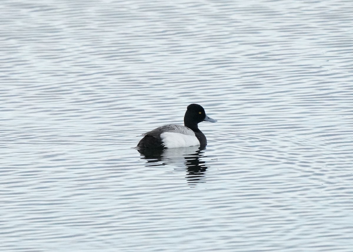 Lesser Scaup - Pam Hardy