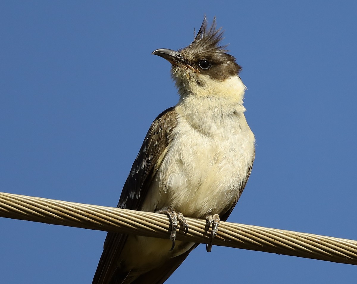 Great Spotted Cuckoo - ML619619878