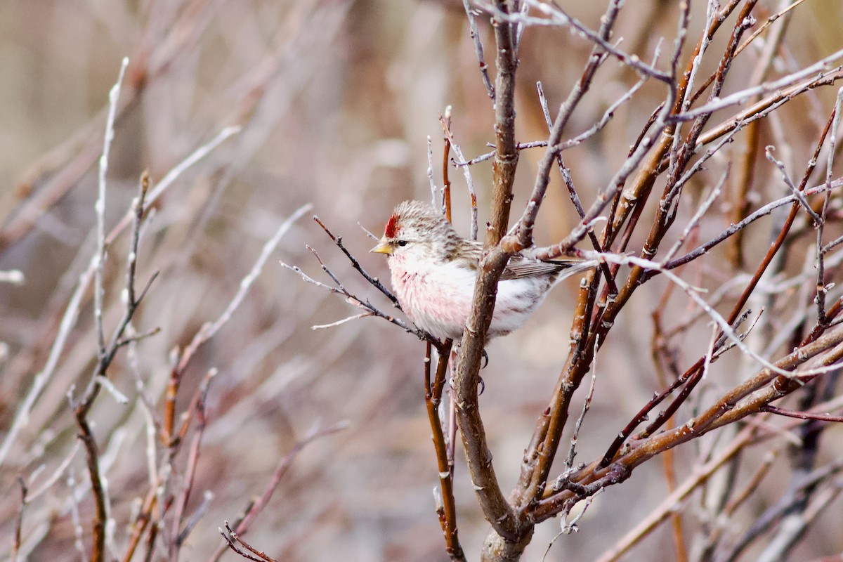 Common Redpoll - Clement Charenton