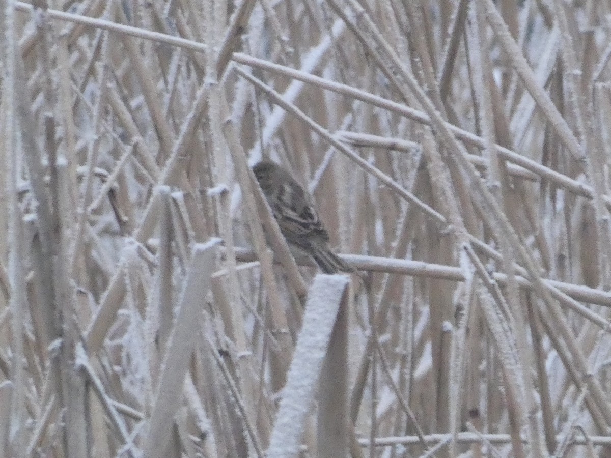 Reed Bunting - Михаило Тепавчевић