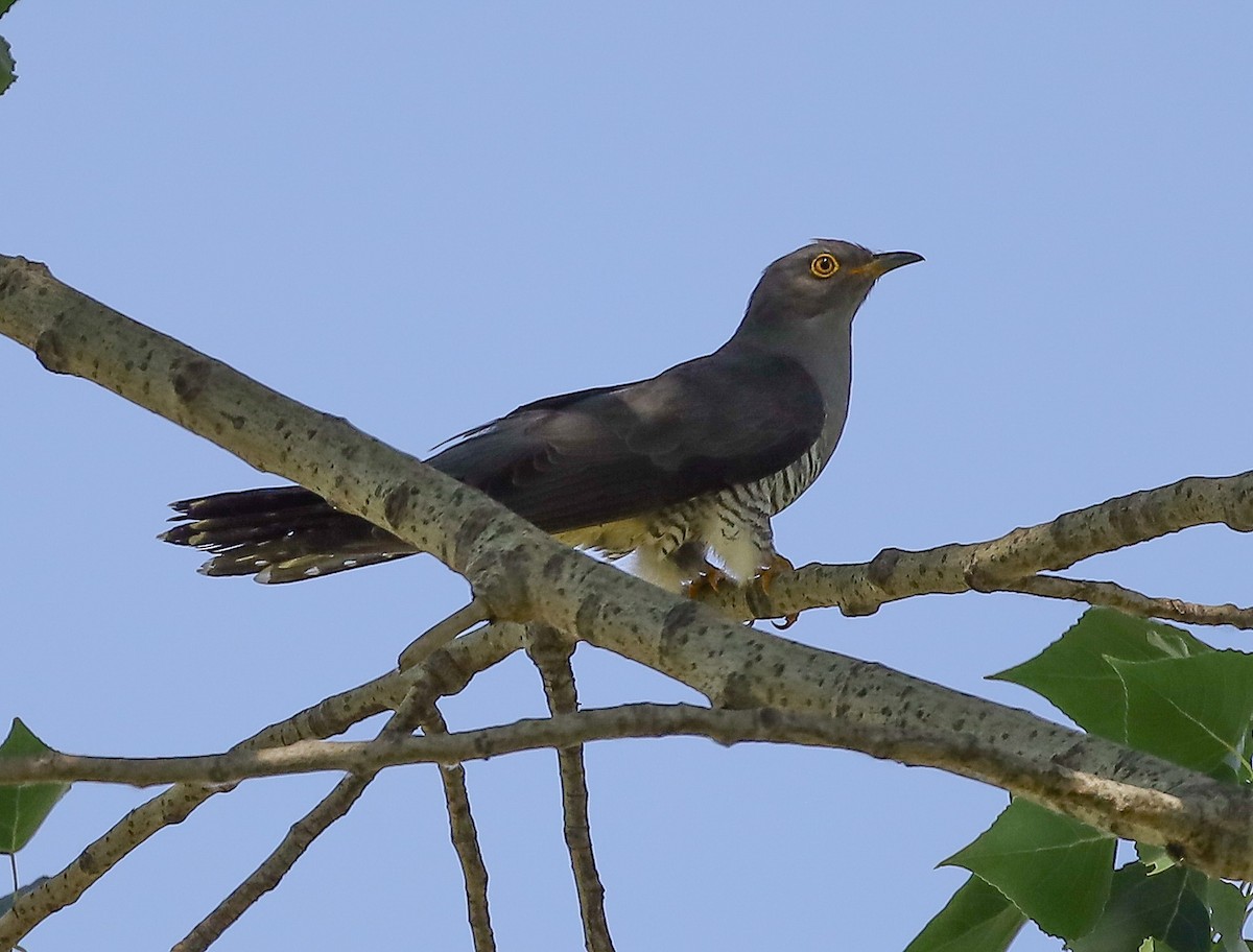 Common Cuckoo - Antonis Spanos