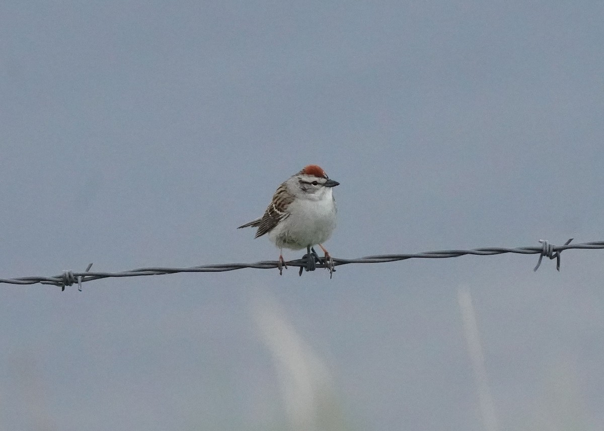 Chipping Sparrow - Pam Hardy