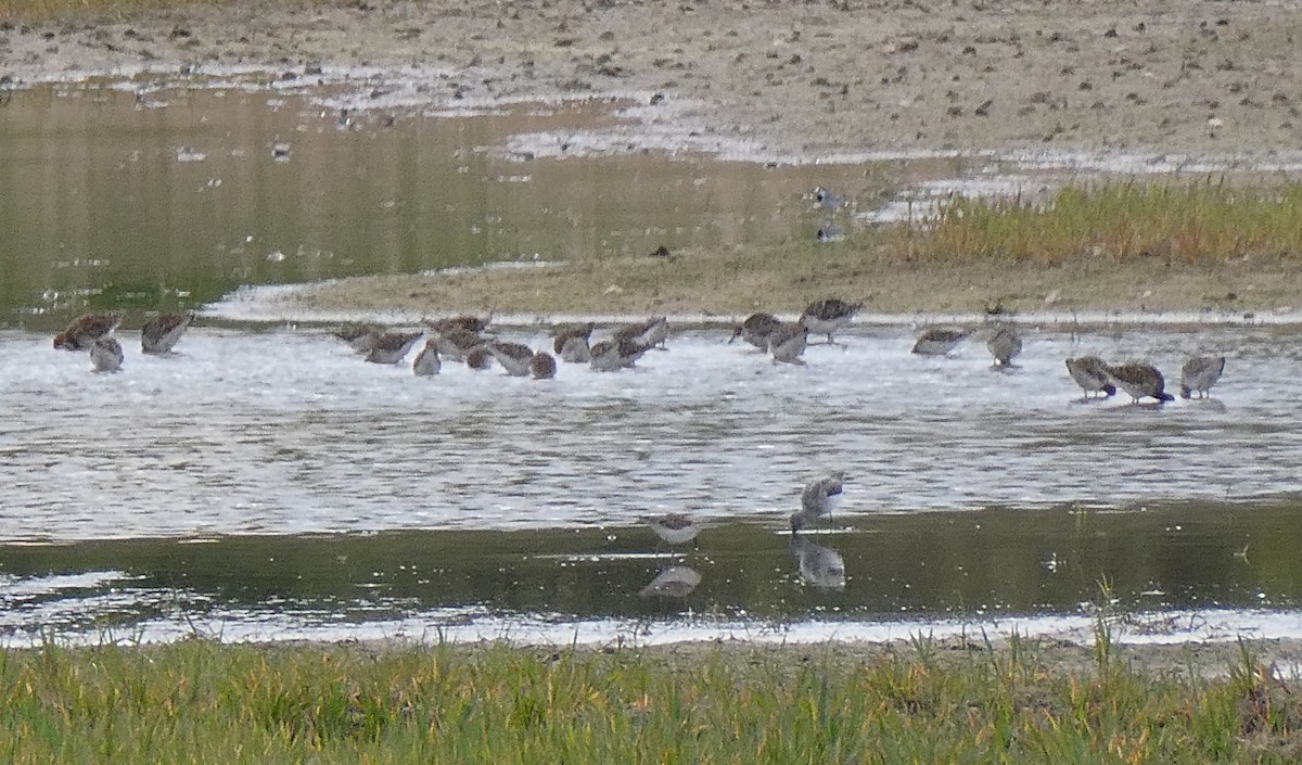 Common Greenshank - Tomáš Koranda