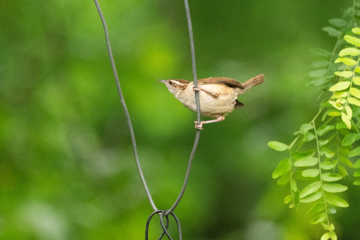 Carolina Wren - John Mann