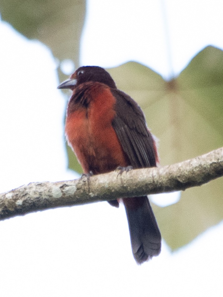 Crimson-backed Tanager - Rene sun