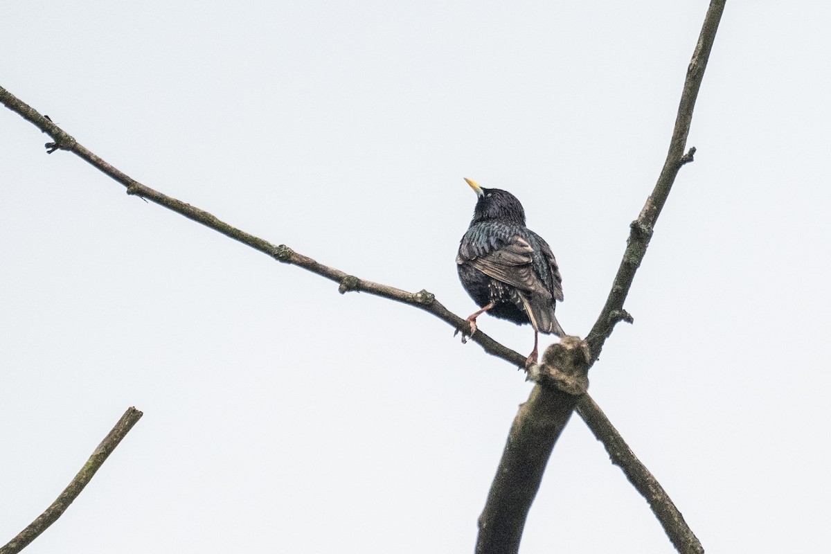 European Starling - John Mann