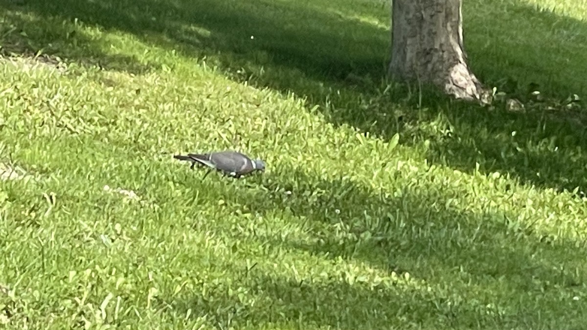 Common Wood-Pigeon - Jesús Mari Lekuona Sánchez