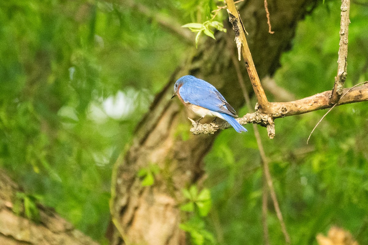 Eastern Bluebird - John Mann