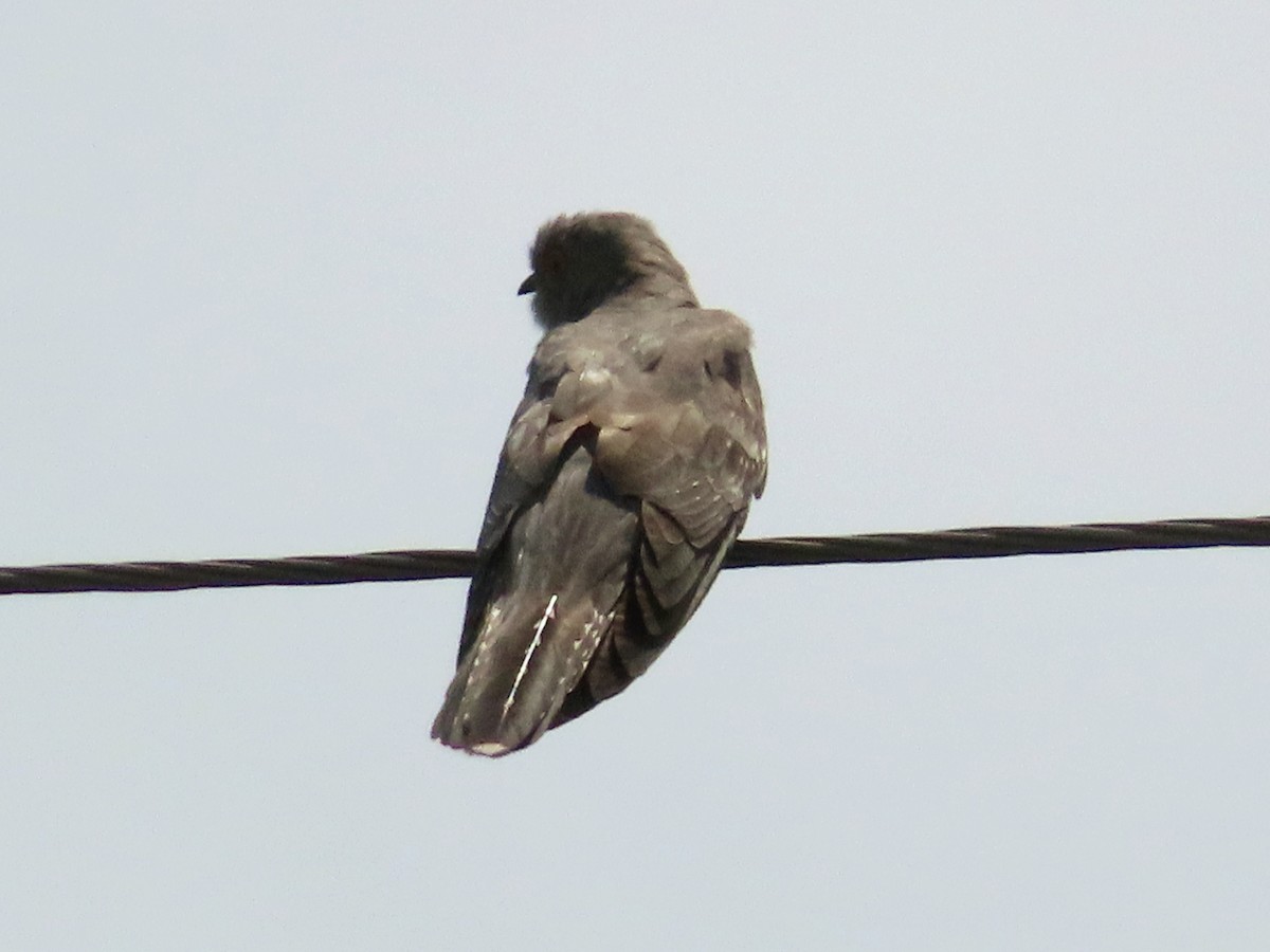 Common Cuckoo - Kseniia Marianna Prondzynska