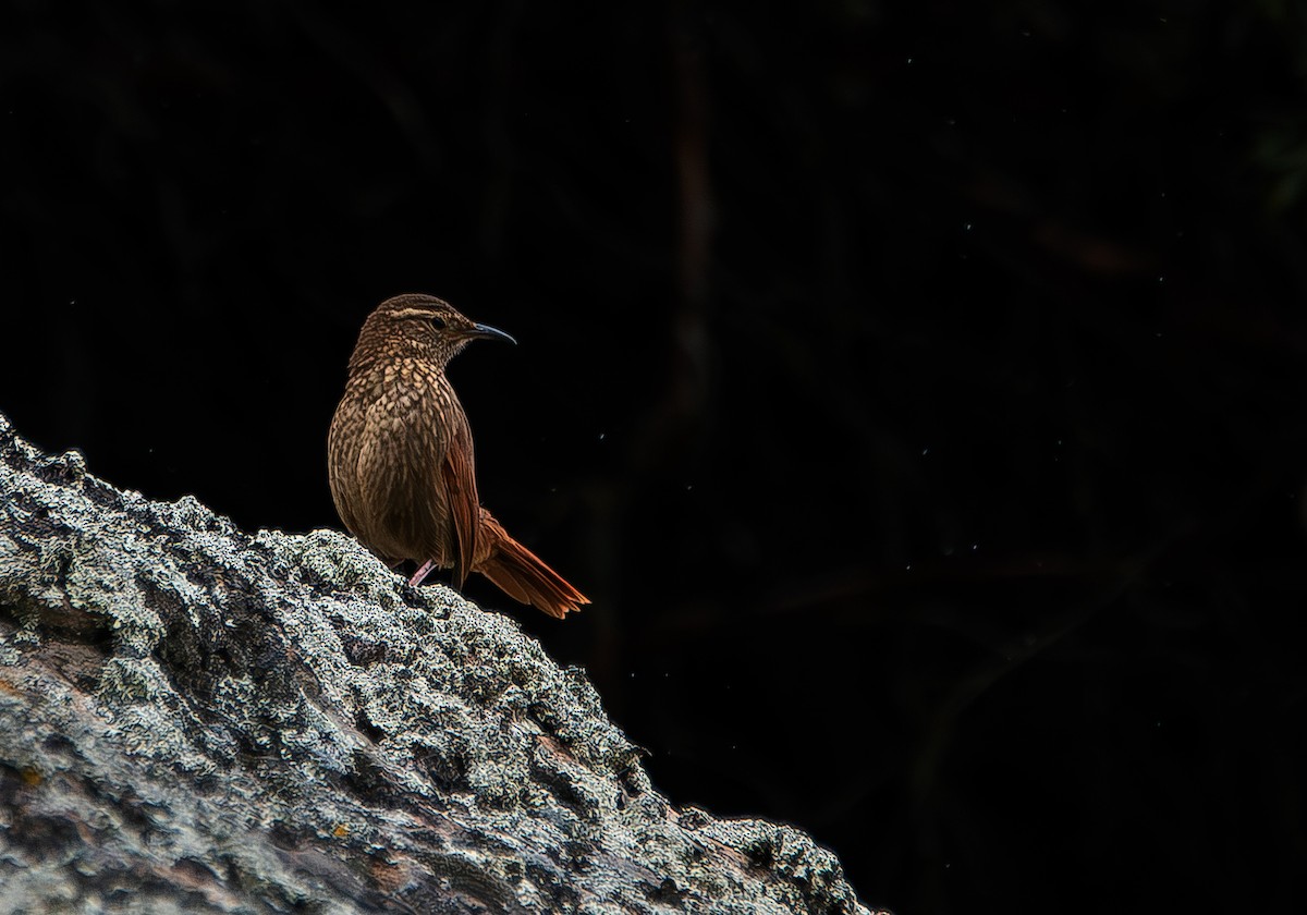 Striated Earthcreeper - José Antonio Padilla Reyes