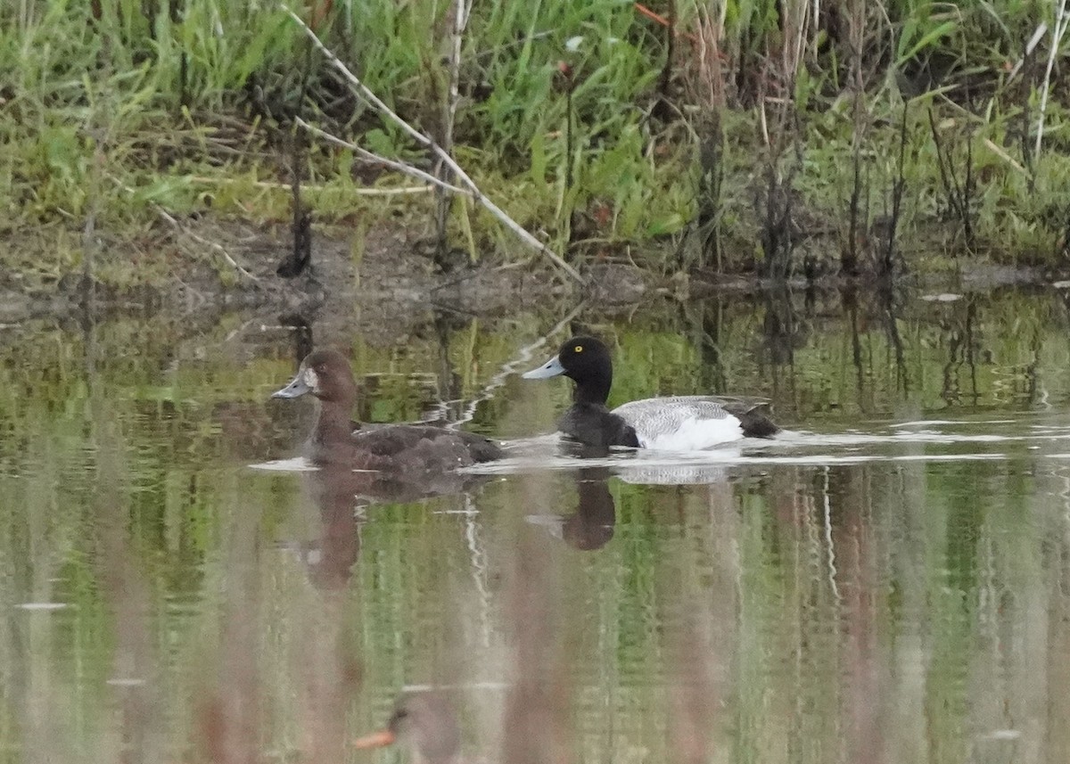 Lesser Scaup - Pam Hardy