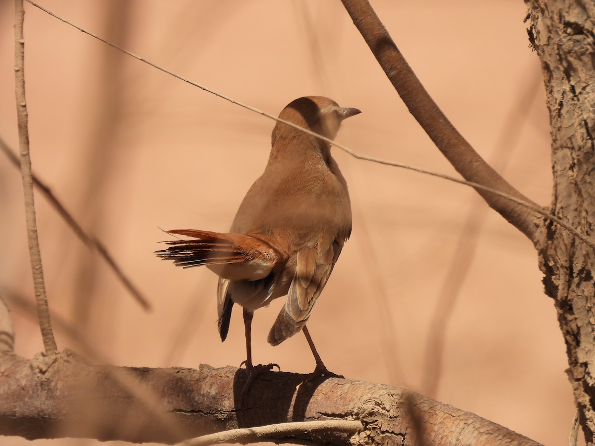 Rufous-tailed Scrub-Robin - Luís Reino