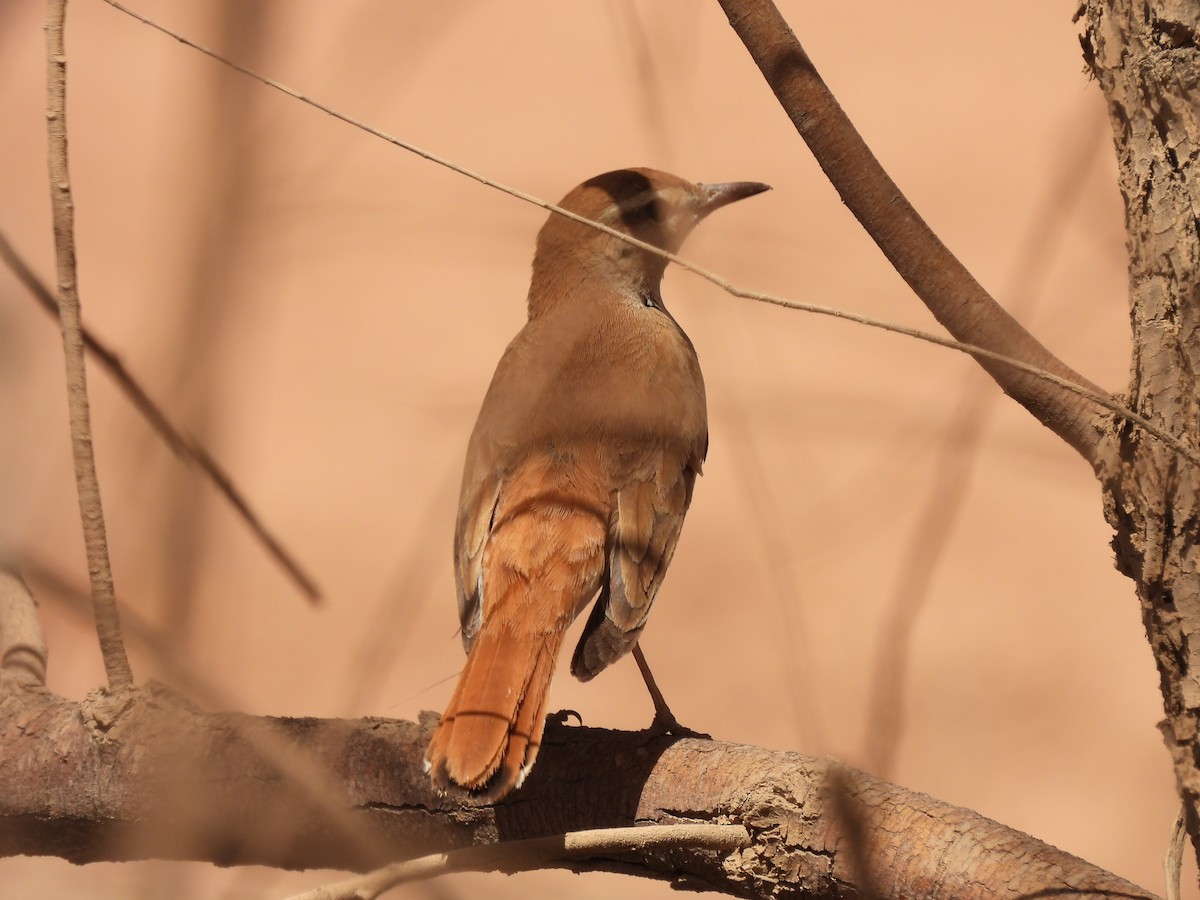 Rufous-tailed Scrub-Robin - Luís Reino