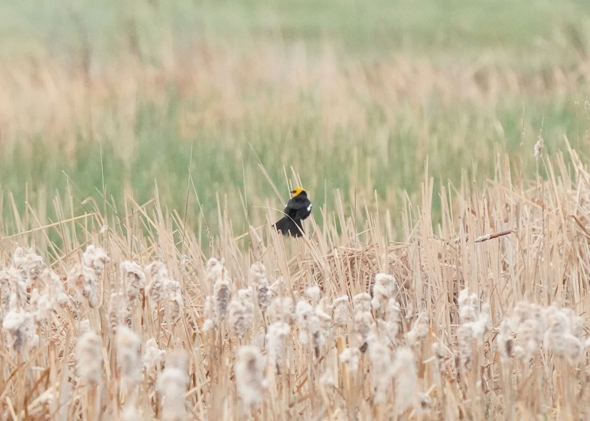 Yellow-headed Blackbird - Pam Hardy