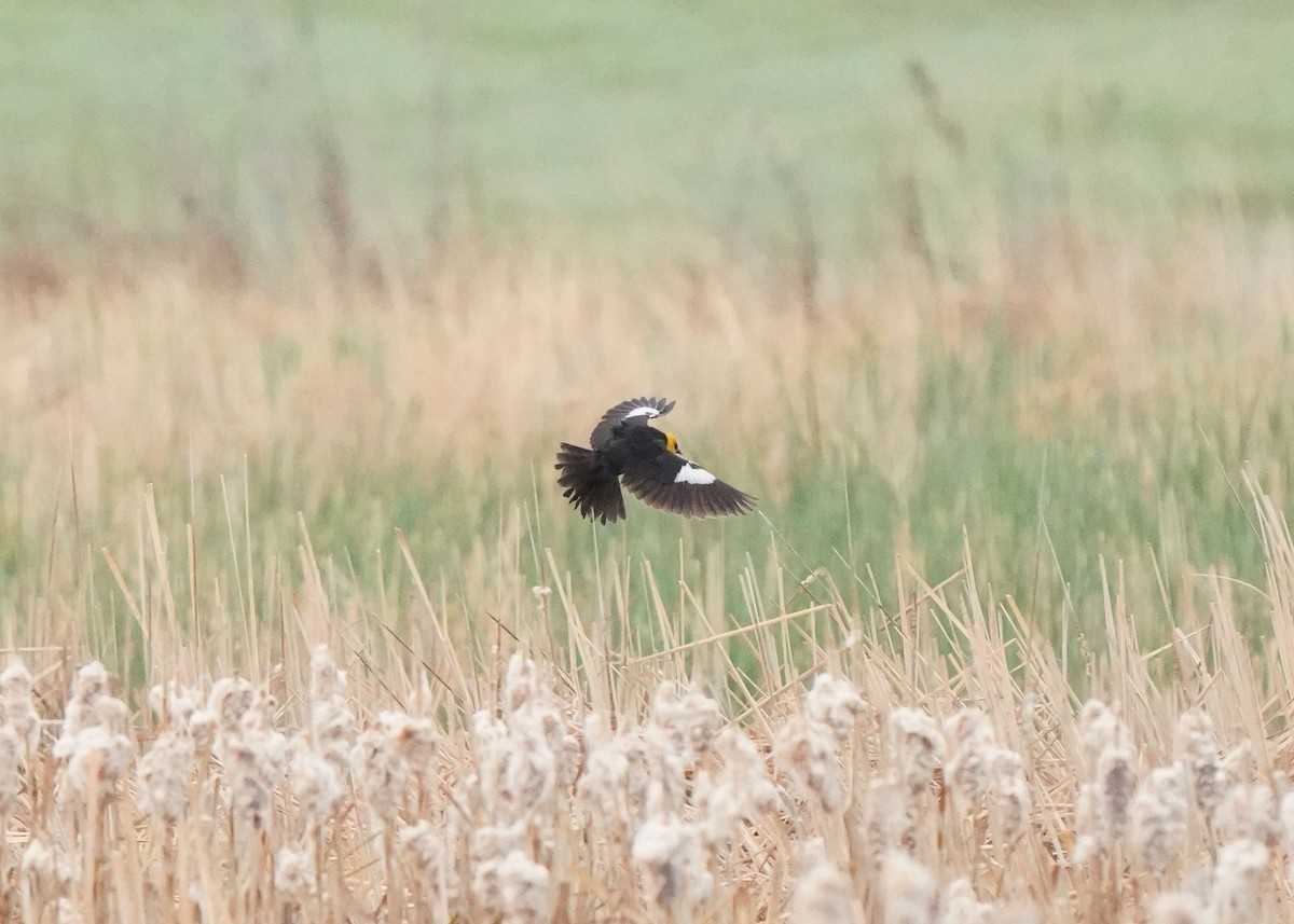 Yellow-headed Blackbird - Pam Hardy