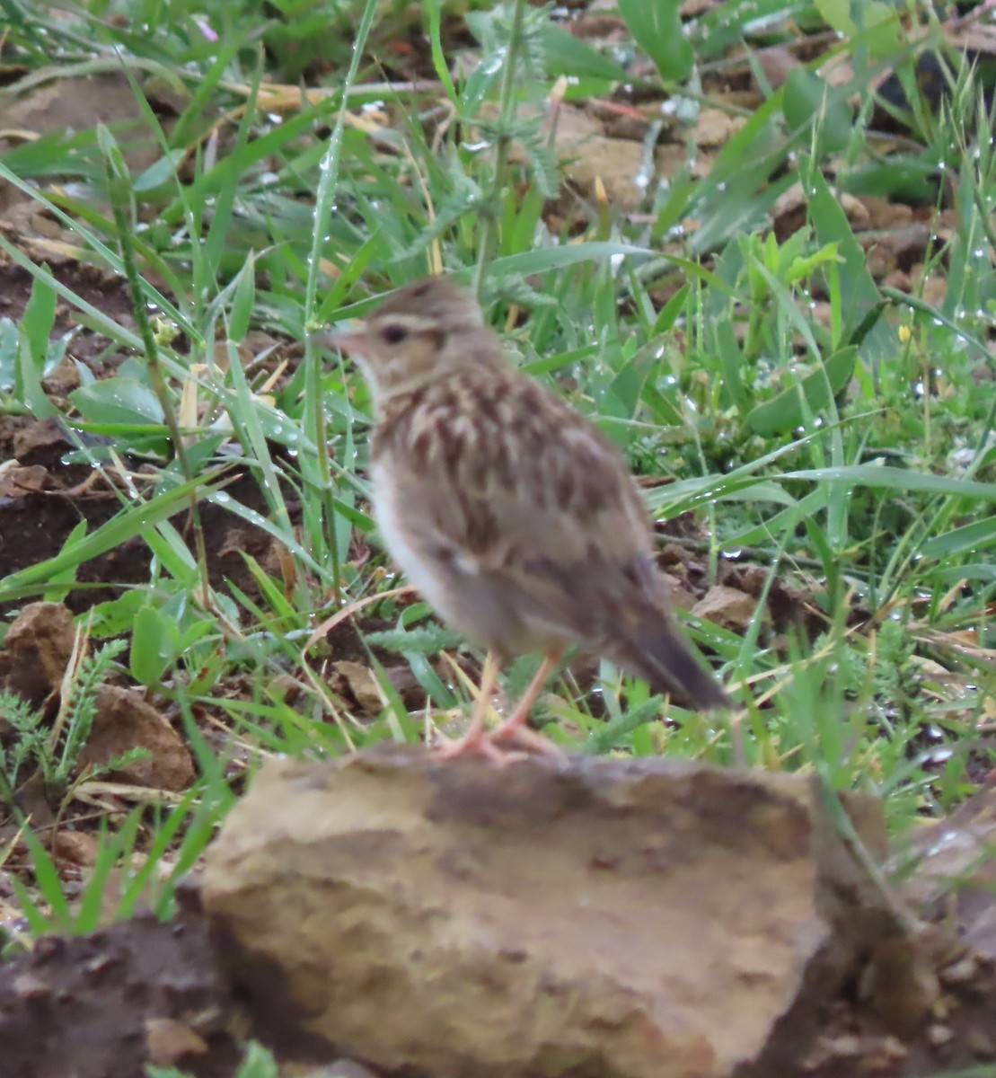 Wood Lark - Doug Kibbe