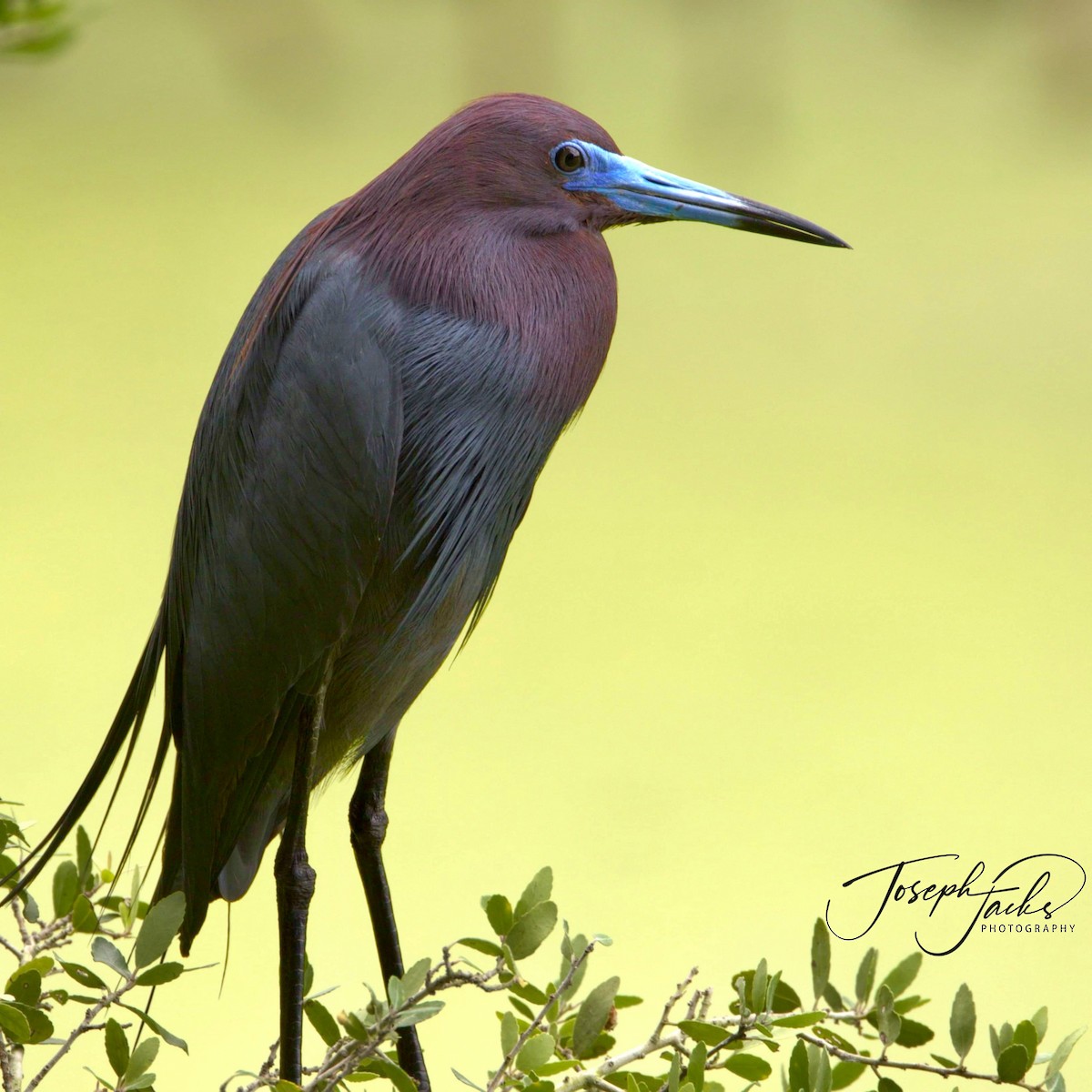 Little Blue Heron - Joseph Jacks