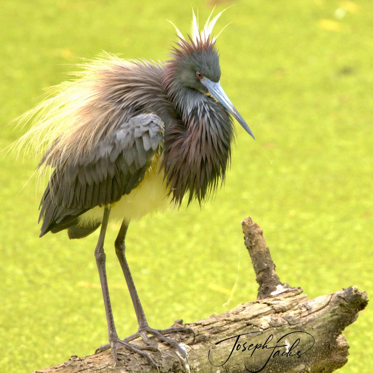 Tricolored Heron - Joseph Jacks