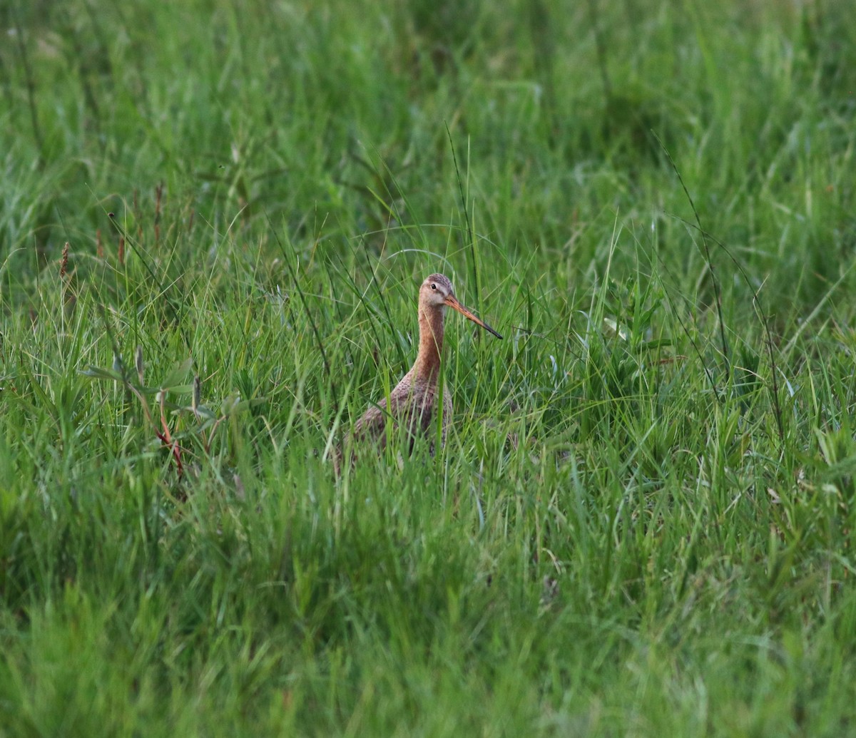 Black-tailed Godwit - Luke Ozsanlav-Harris