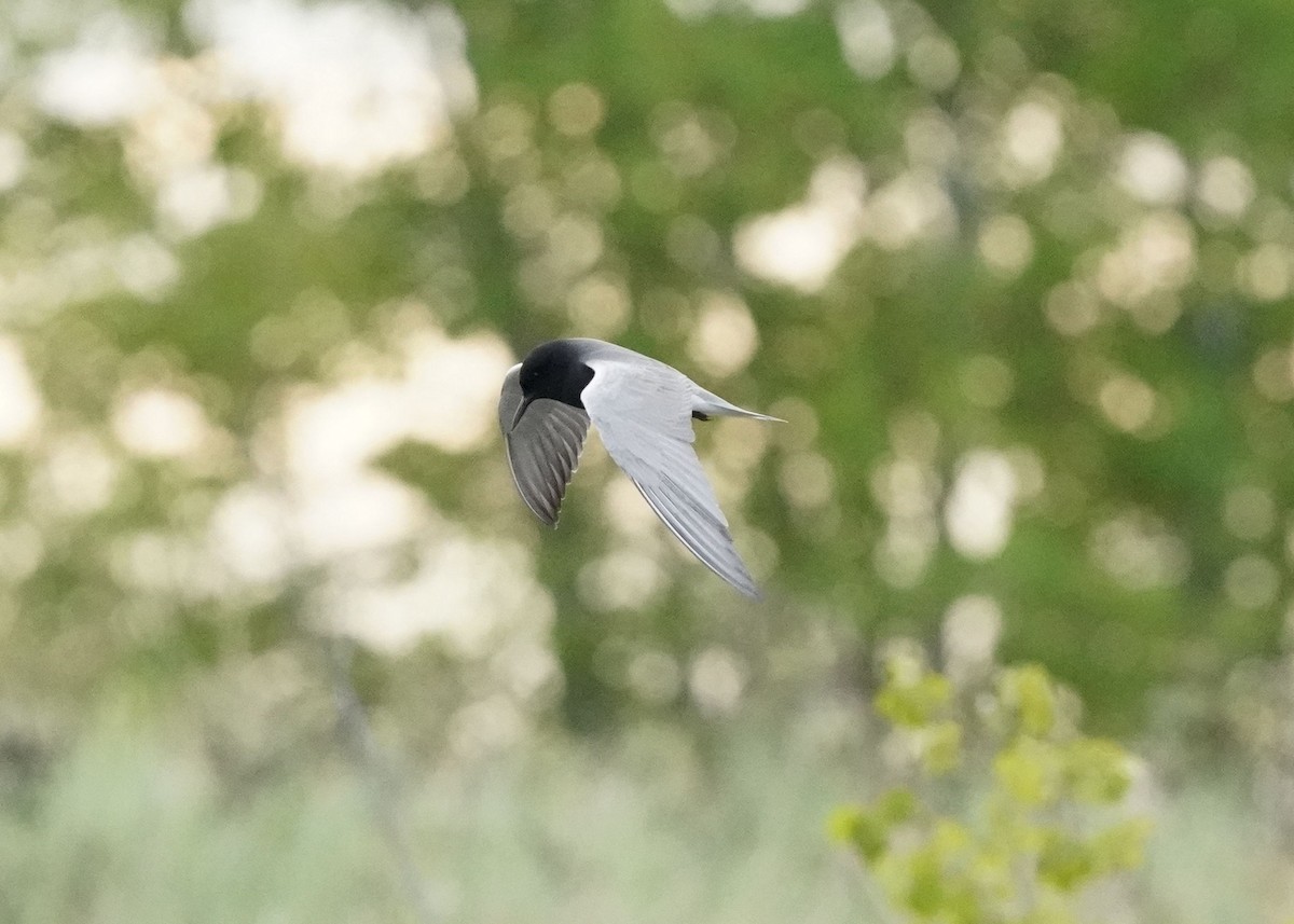 Black Tern - Pam Hardy