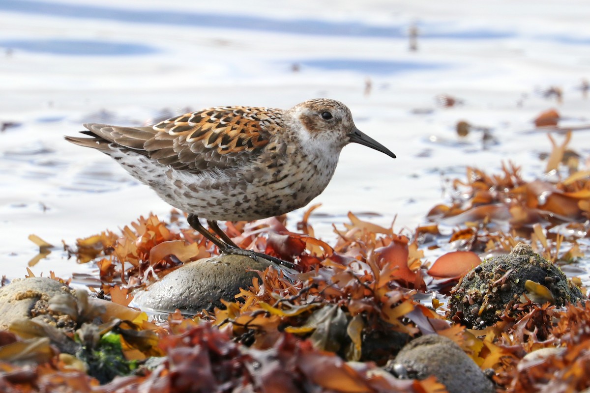 Rock Sandpiper (couesi) - Jason Wilder