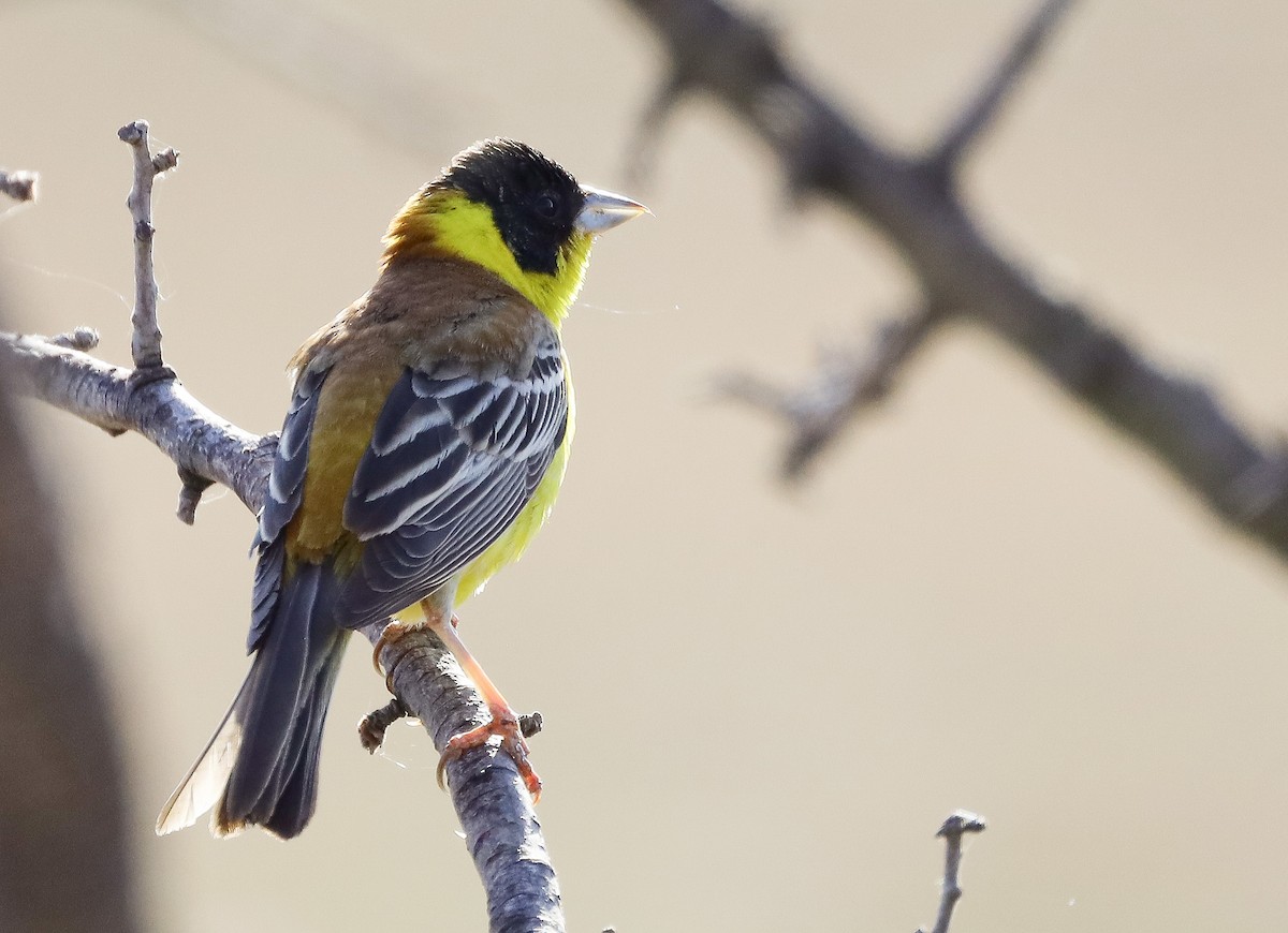 Black-headed Bunting - ML619620034