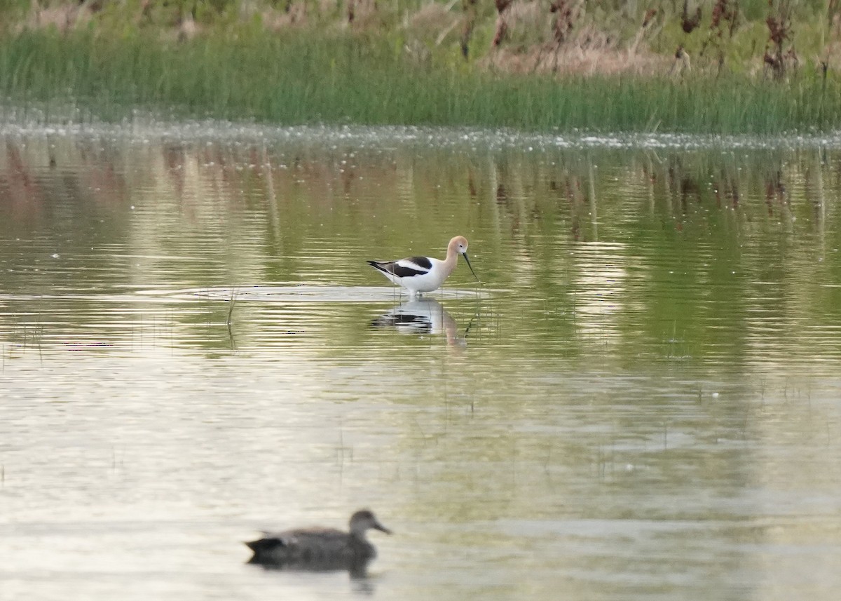 Avocette d'Amérique - ML619620038