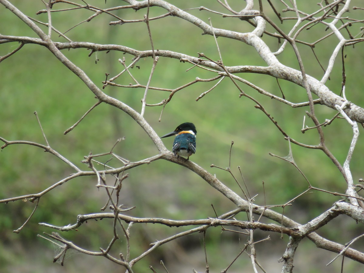 American Pygmy Kingfisher - Sam Holcomb