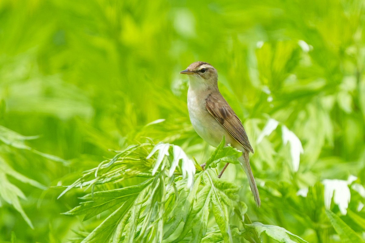 Black-browed Reed Warbler - ML619620044