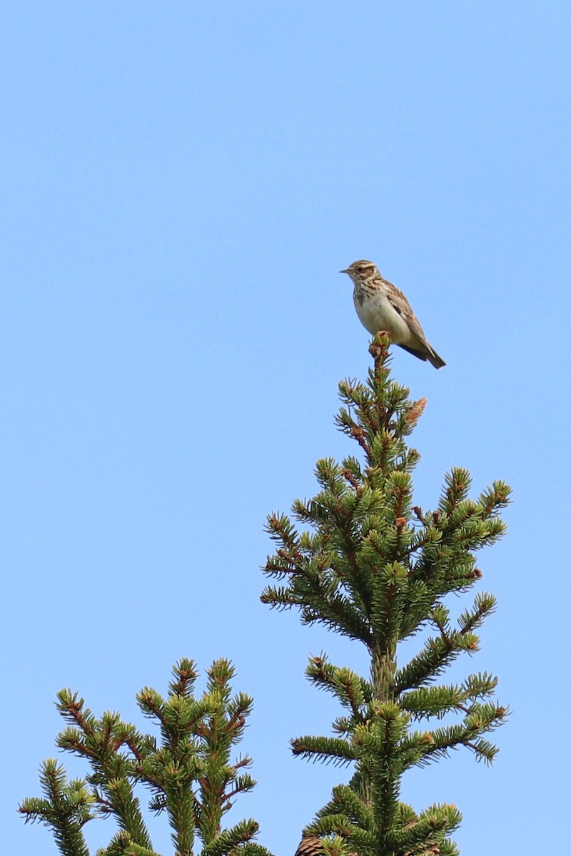 Wood Lark - ML619620047