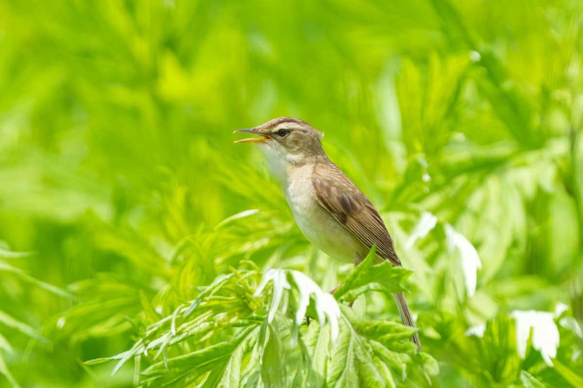 Black-browed Reed Warbler - Lenny Xu