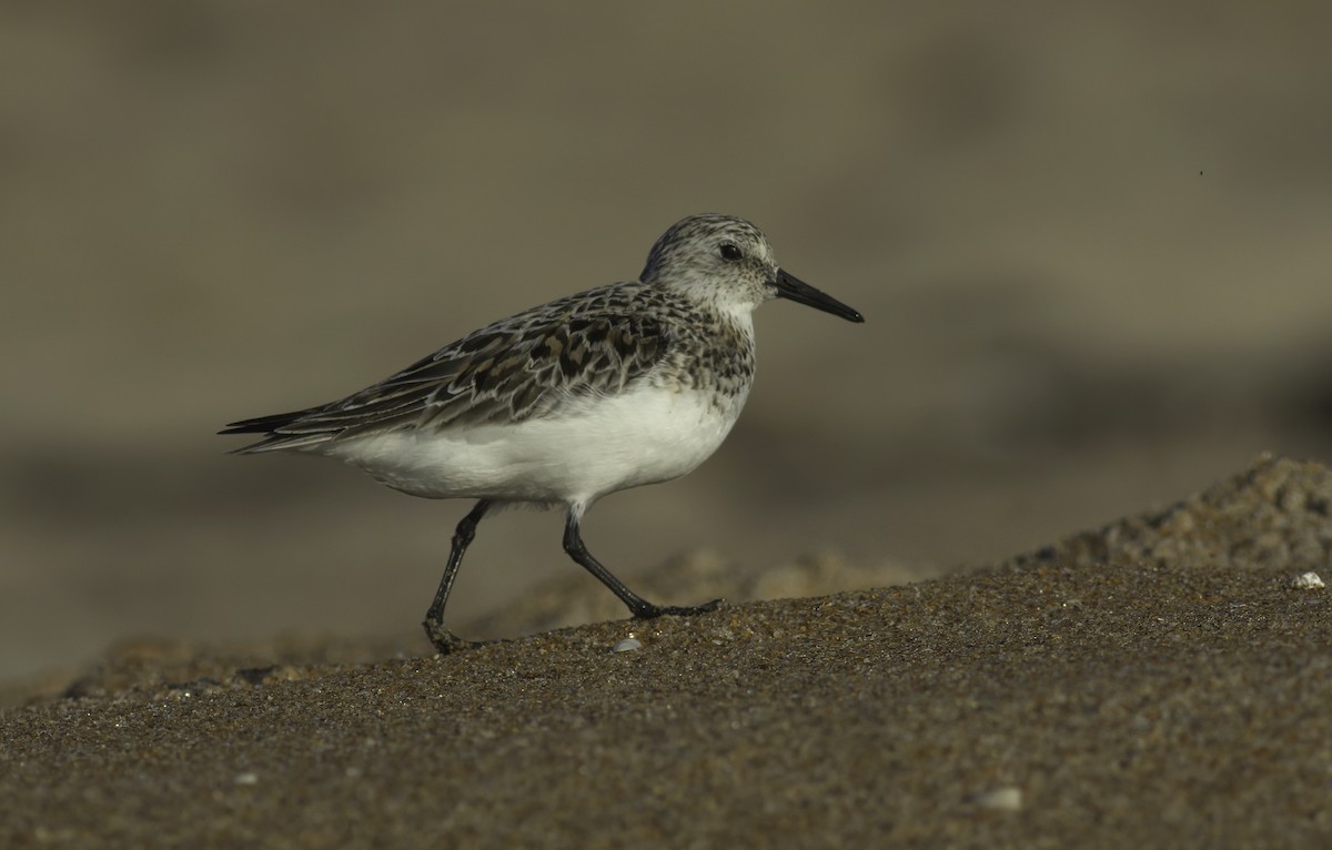 Sanderling - Andy Benson