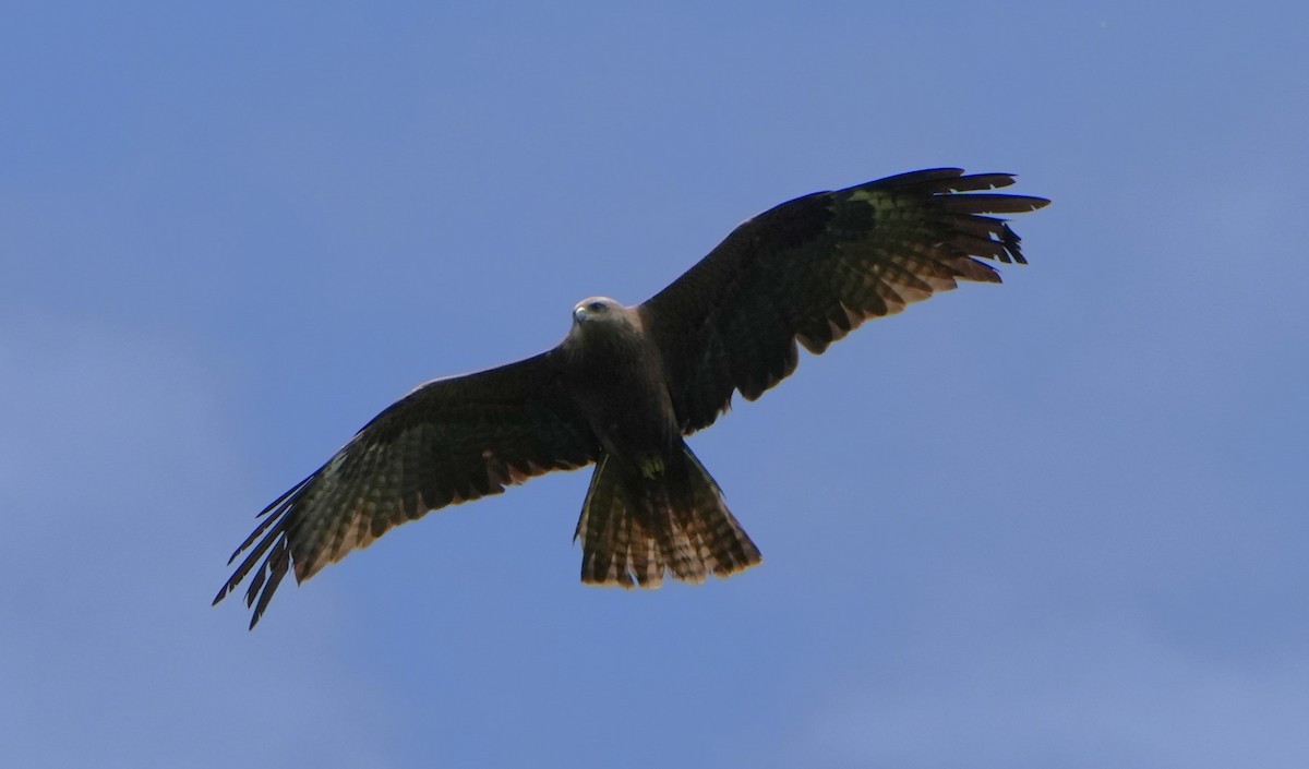 Black Kite - ML619620058