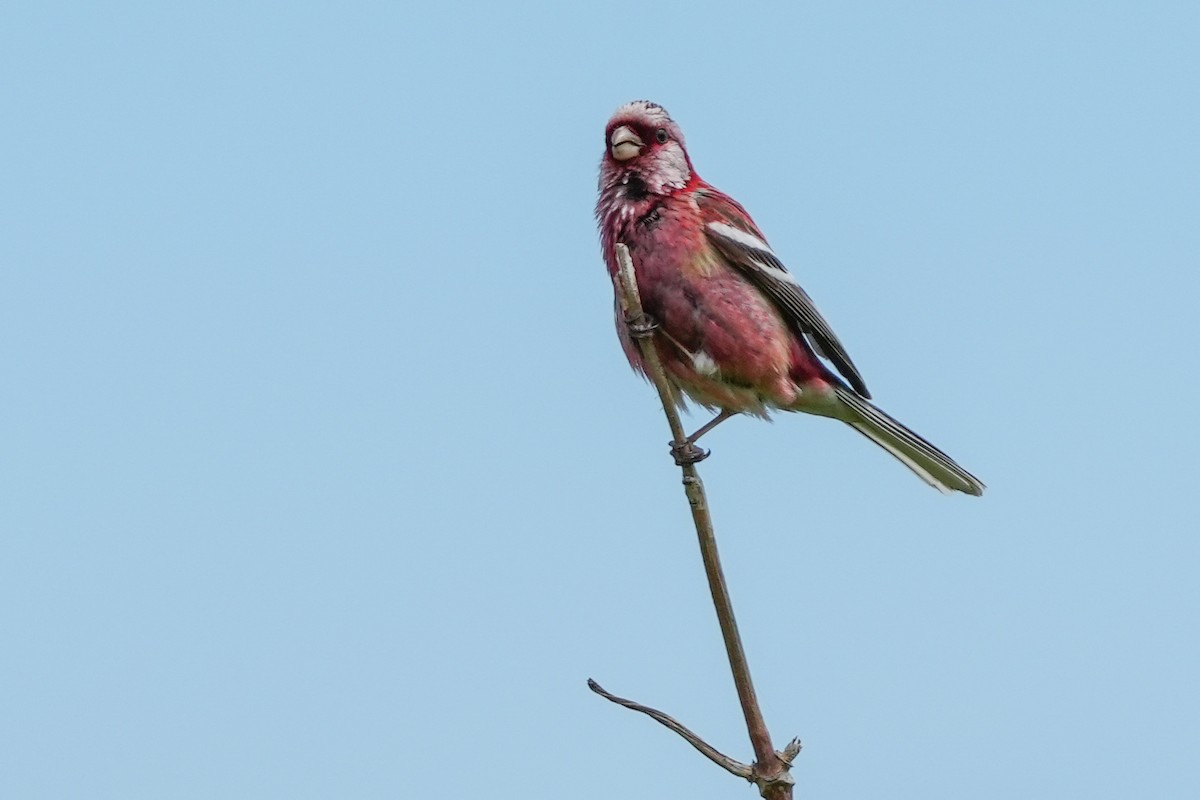 Long-tailed Rosefinch - Lenny Xu