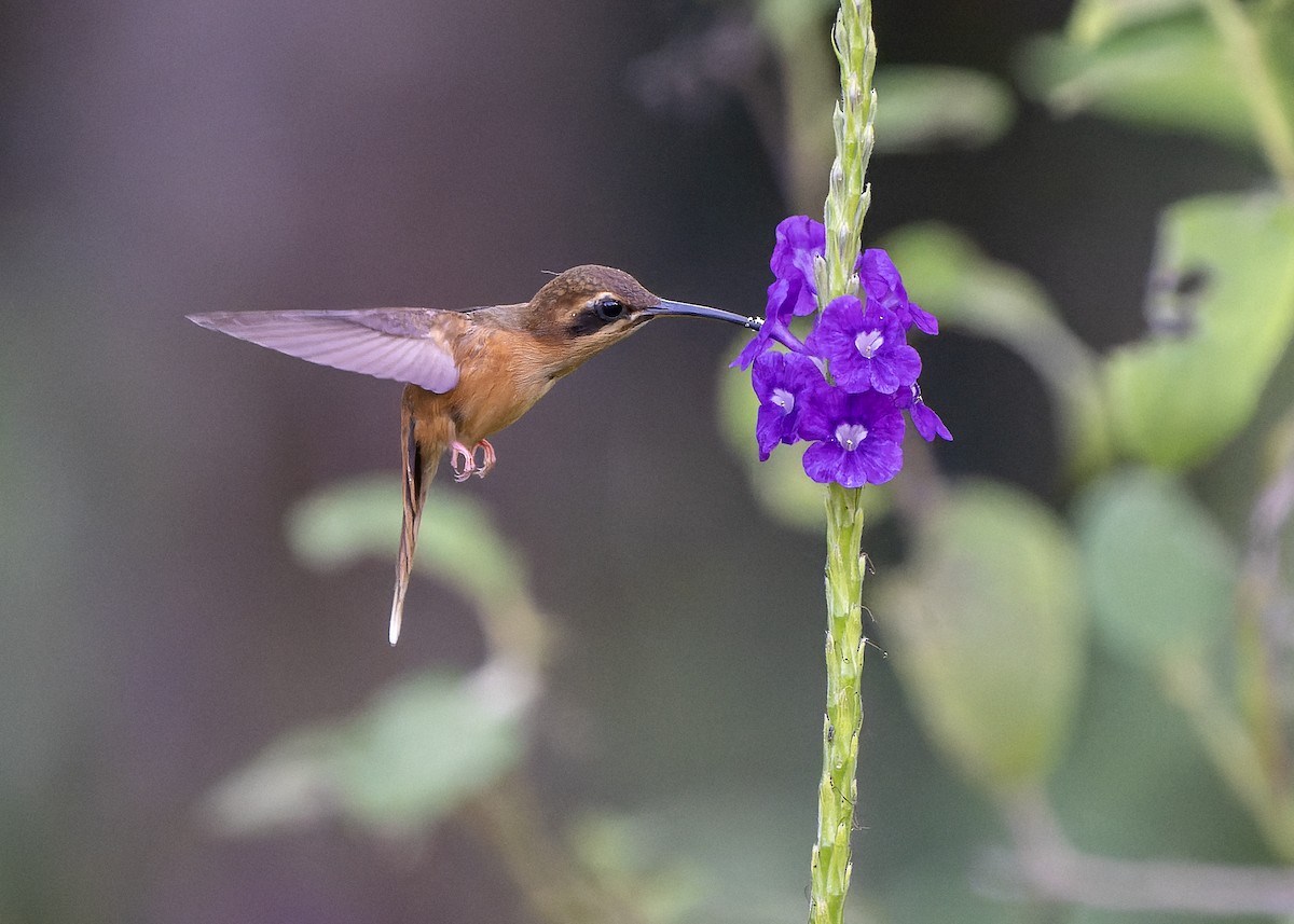 Stripe-throated Hermit - Guillermo  Saborío Vega