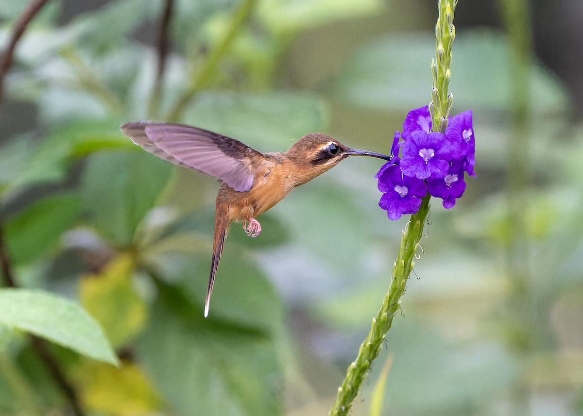 Stripe-throated Hermit - Guillermo  Saborío Vega