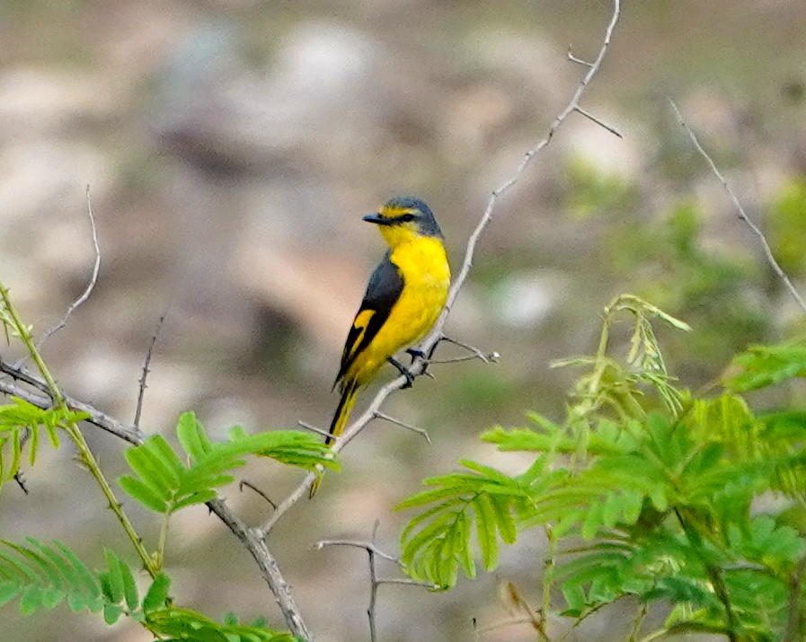 Orange Minivet - ML619620067