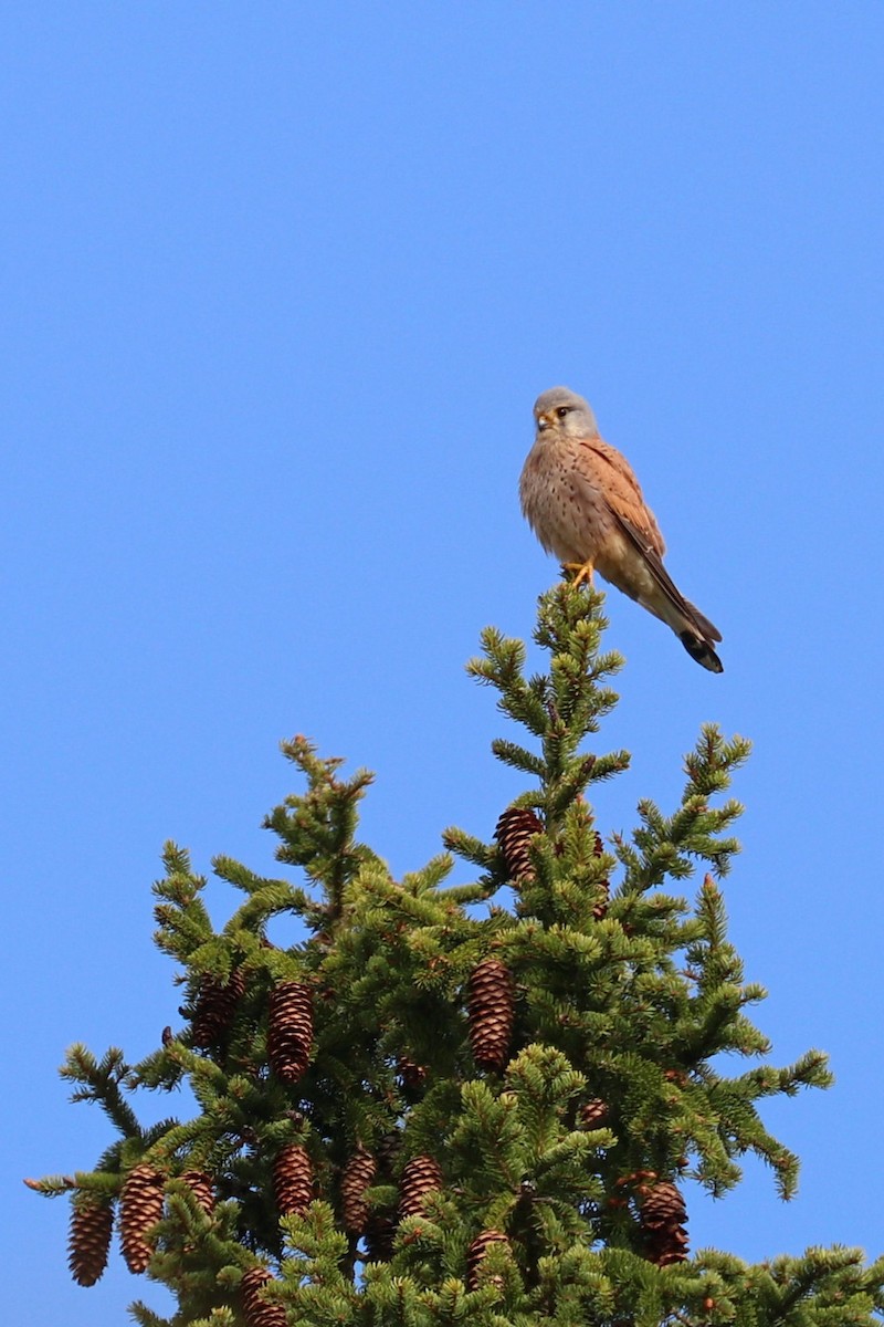 Eurasian Kestrel - Julien Lamouroux