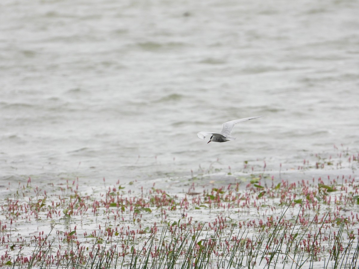 Whiskered Tern - Josip Turkalj