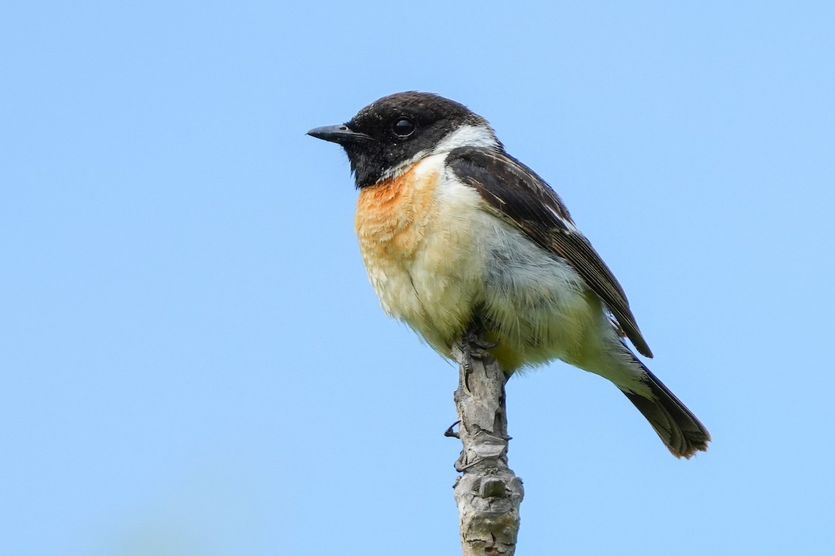 Amur Stonechat - Lenny Xu