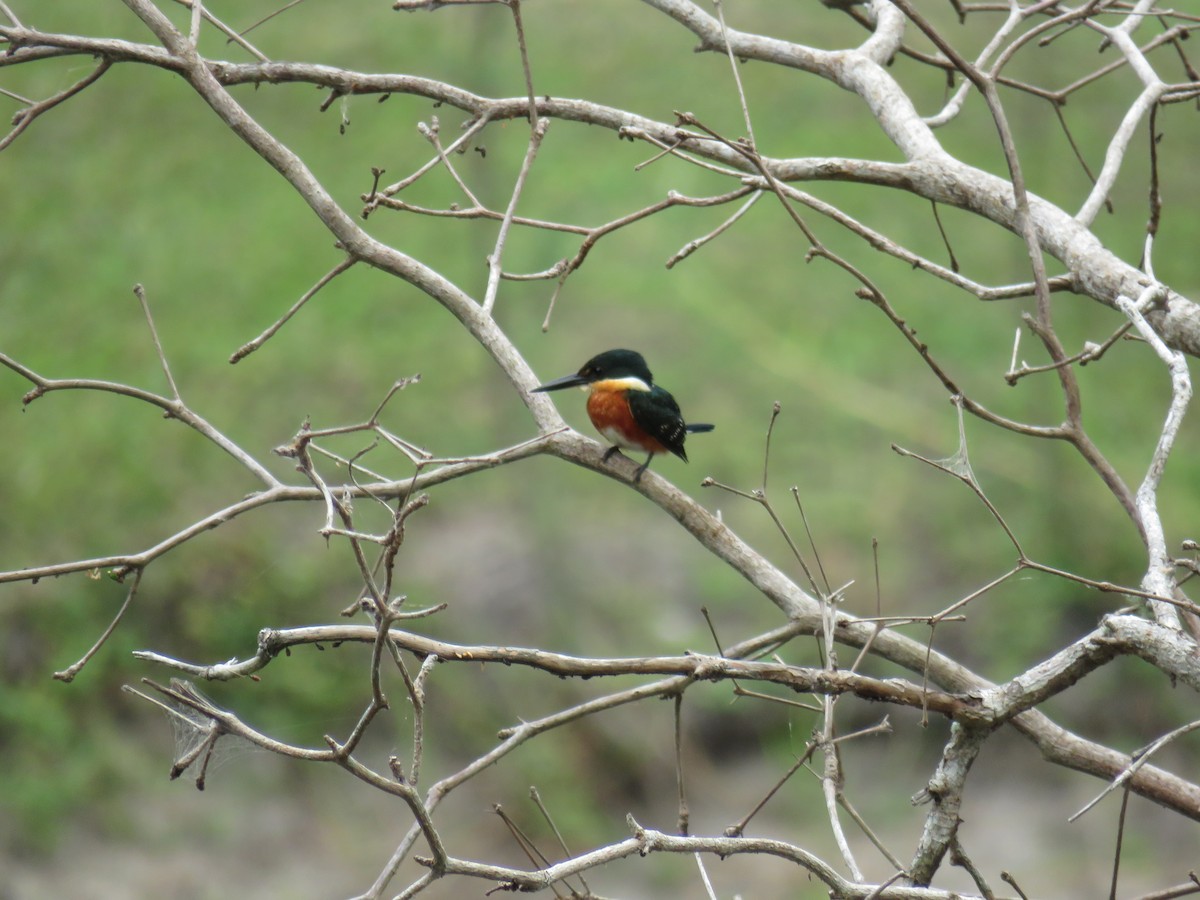 American Pygmy Kingfisher - Sam Holcomb