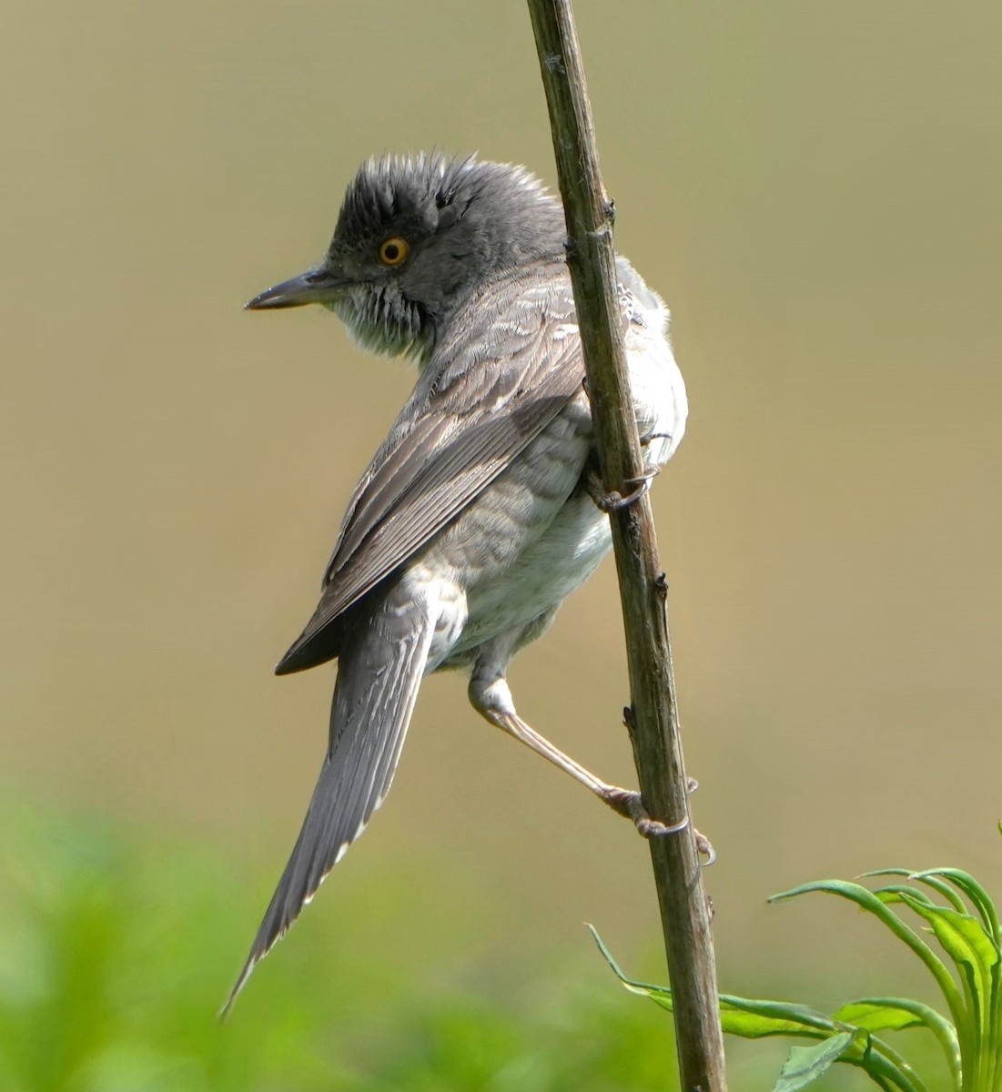 Barred Warbler - ML619620085