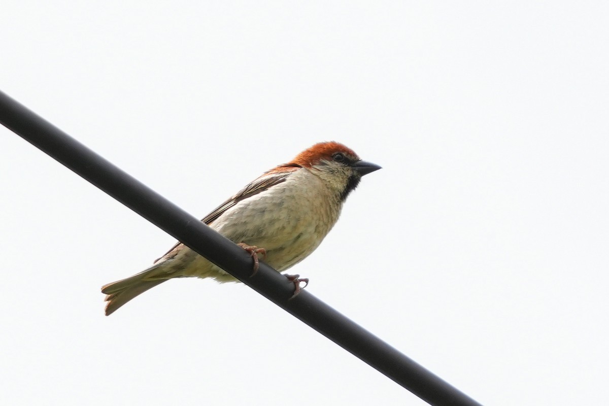 Russet Sparrow - Lenny Xu