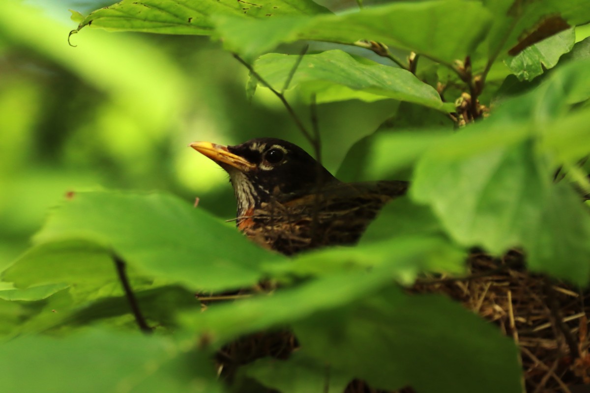 American Robin - ML619620088