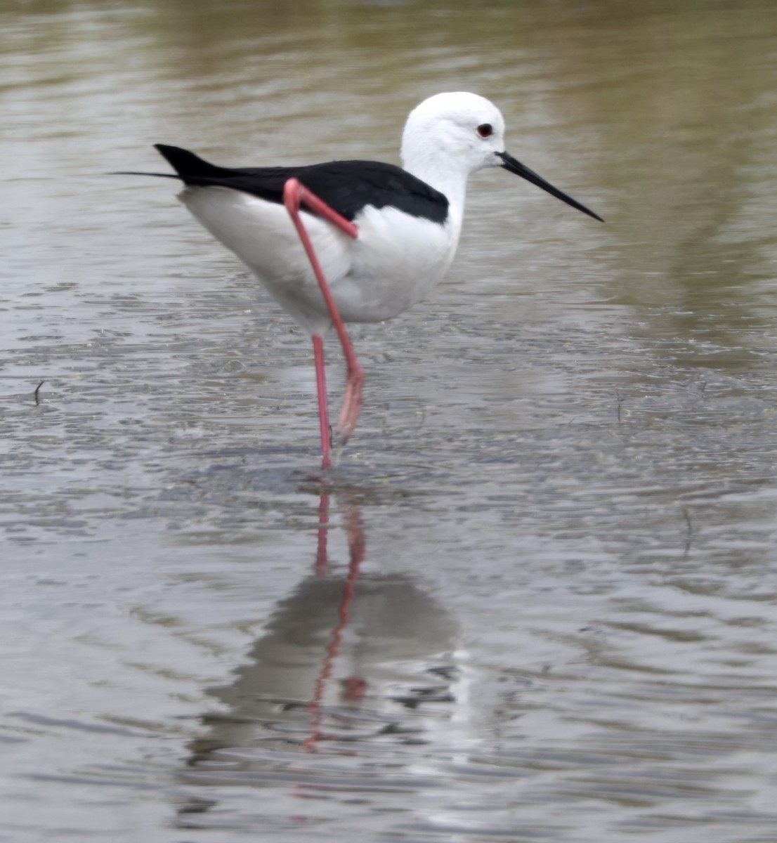 Black-winged Stilt - ML619620092