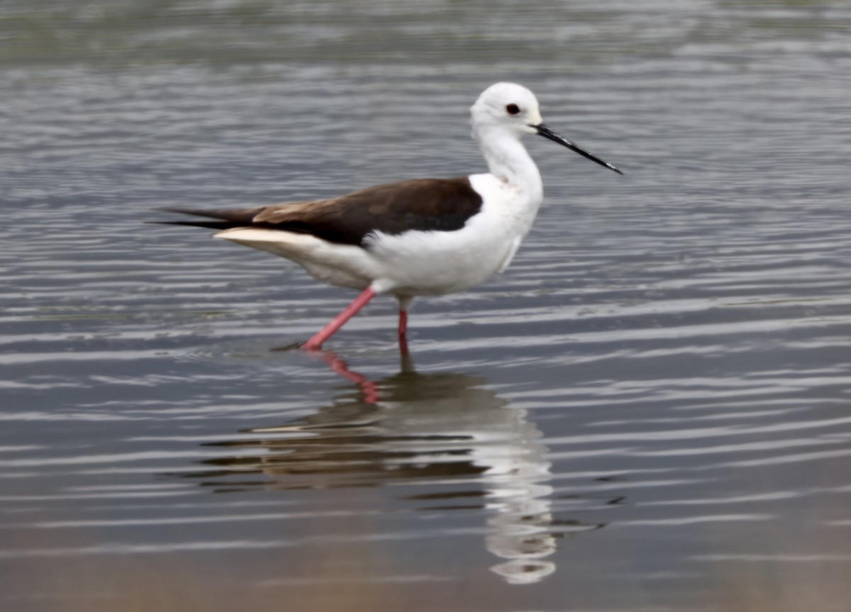 Black-winged Stilt - ML619620093