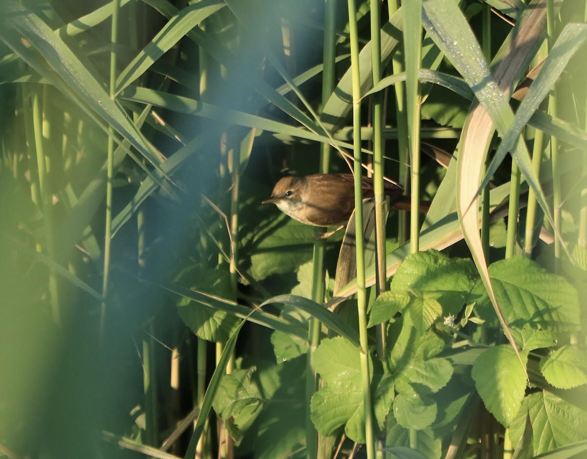 Marsh Warbler - David Guarnieri