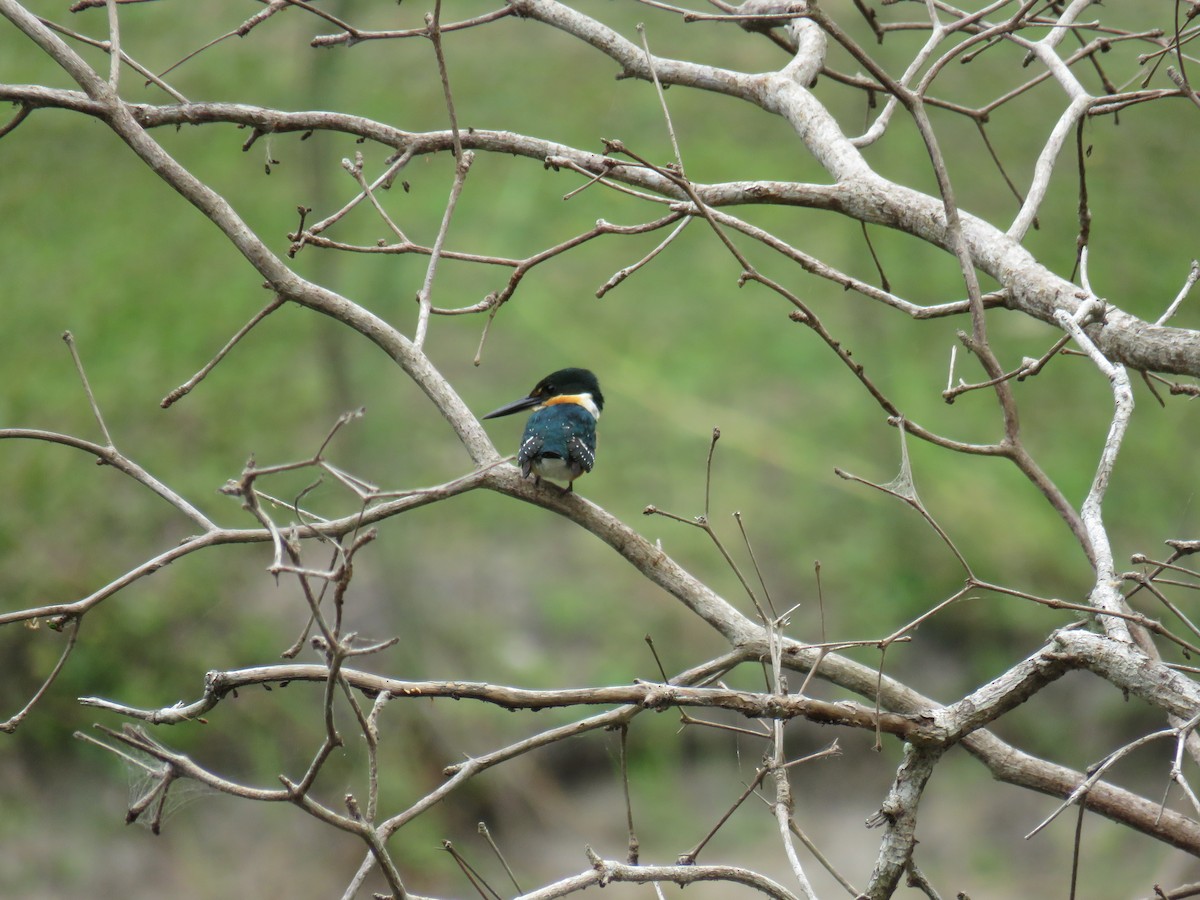 American Pygmy Kingfisher - Sam Holcomb